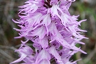 Orchis italica